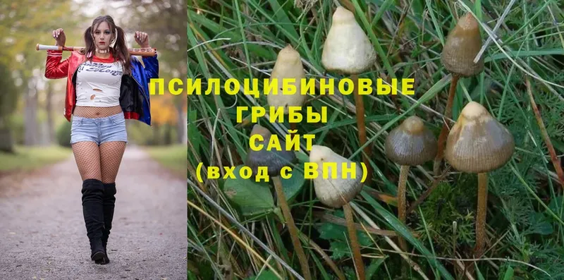 Псилоцибиновые грибы Magic Shrooms  Саратов 